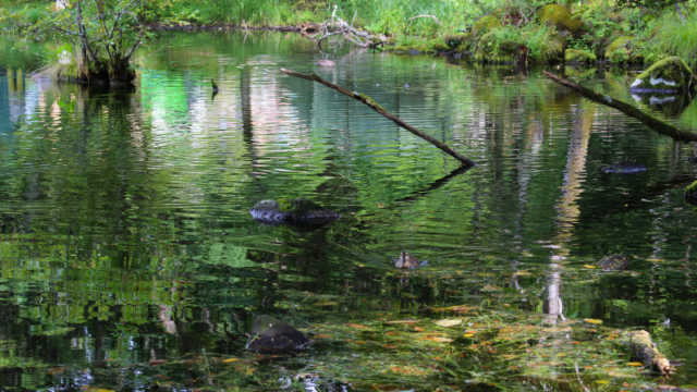 カモ@駒出池キャンプ場（2025-08-09）