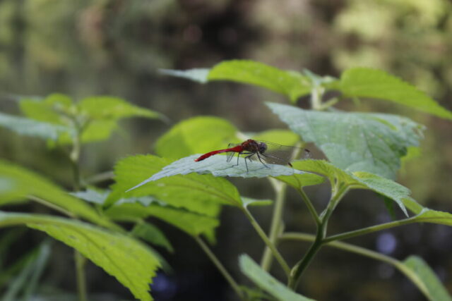 アキアカネ@長瀞オートキャンプ場（2025-09-22）