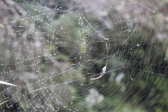 雨の日のジョロウグモ（2025-10-12）