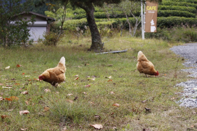 庭には二羽鶏がいる（2025-11-02）