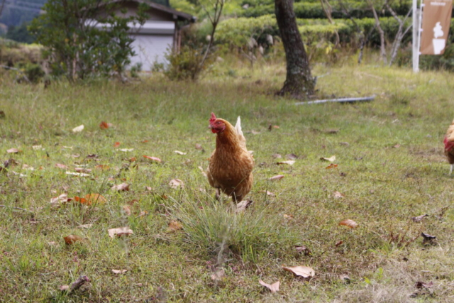 庭には二羽鶏がいる（2025-11-02）
