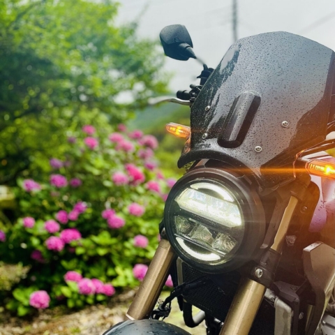 静岡 - 下田 - 紫陽花（2025-06-26）