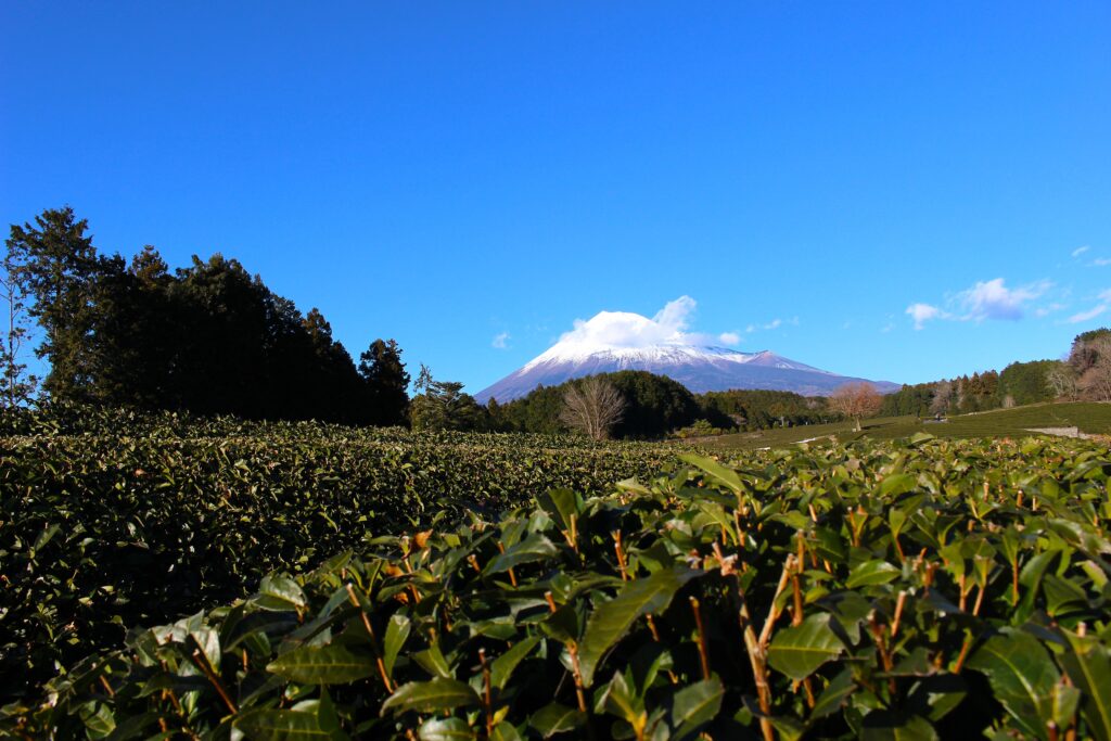 静岡県富士市の大淵笹場(おおぶちささば)から望む、鮮やかな緑の茶畑と雪を頂いた富士山。冬の澄み渡る青空が広がる絶景。