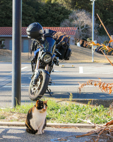静岡県の浜岡砂丘ツーリング中に出会った三毛猫とホンダCB250Rのツーリング風景