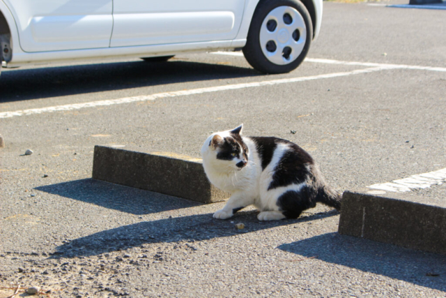 静岡県御前崎市の浜岡砂丘駐車場にいた、物音に反応する白黒の野良猫