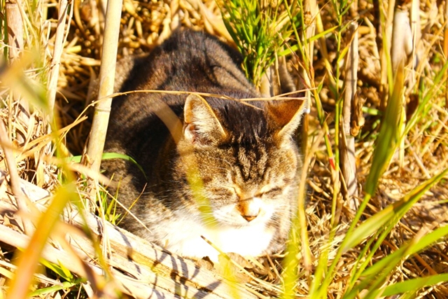冬の午後の日差しを浴びて、枯れ草の中で丸くなって眠るキジトラの野良猫