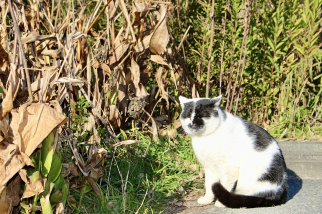 冬の午後の日差しを浴びて、目を細めながら日向ぼっこをする白黒の野良猫