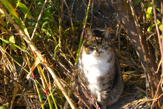 冬の枯れた背の高い草の間から、カメラをじっと鋭い目付きで見つめるキジトラ白の野良猫