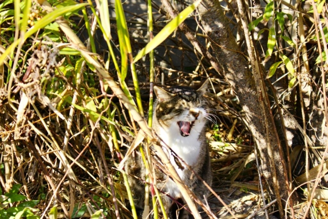 冬の午後に枯れ草や茂みの間で大きな口を開けてあくびをするキジトラの野良猫