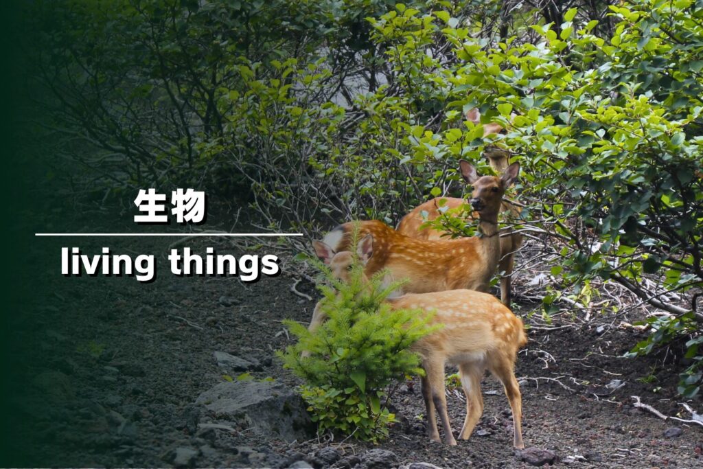 森の中の緑豊かな茂みから顔を出す、野生のシカ（ニホンジカ）の群れ。自然の中でこちらをじっと見つめる鹿たちの表情を捉えた、生き物のフォトギャラリー用サムネイル画像。