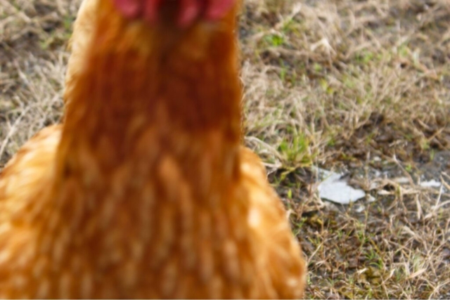 ニワトリの写真を撮ろうとしてドアップになってしまった失敗写真。ねりすけログの「しくじり・発見」ギャラリーより。