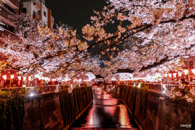 2026年3月31日、満開の桜が目黒川を包み込み、赤いぼんぼりの光が幻想的に川面に反射する夜桜の風景。トンネルのように続く桜並木が、都会の真ん中に静寂と美しさをもたらす、中目黒の春の瞬間。