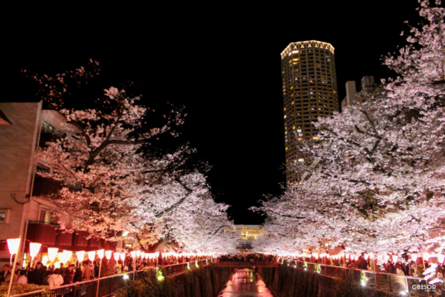 2026年3月31日、満開を迎えた中目黒・目黒川の夜桜。中目黒アトラスタワーを背に、川沿いに並ぶぼんぼりの光が幻想的に桜を照らし出す、東京を代表するお花見イベント「中目黒桜まつり」の風景。