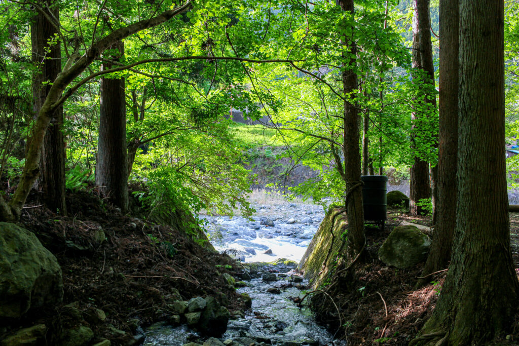 WOODSMAN CAMPGROUNDの林間サイトから道志川へと流れ込む小さな小川。頭上を覆う鮮やかな新緑の隙間から木漏れ日が差し込む美しい光景。