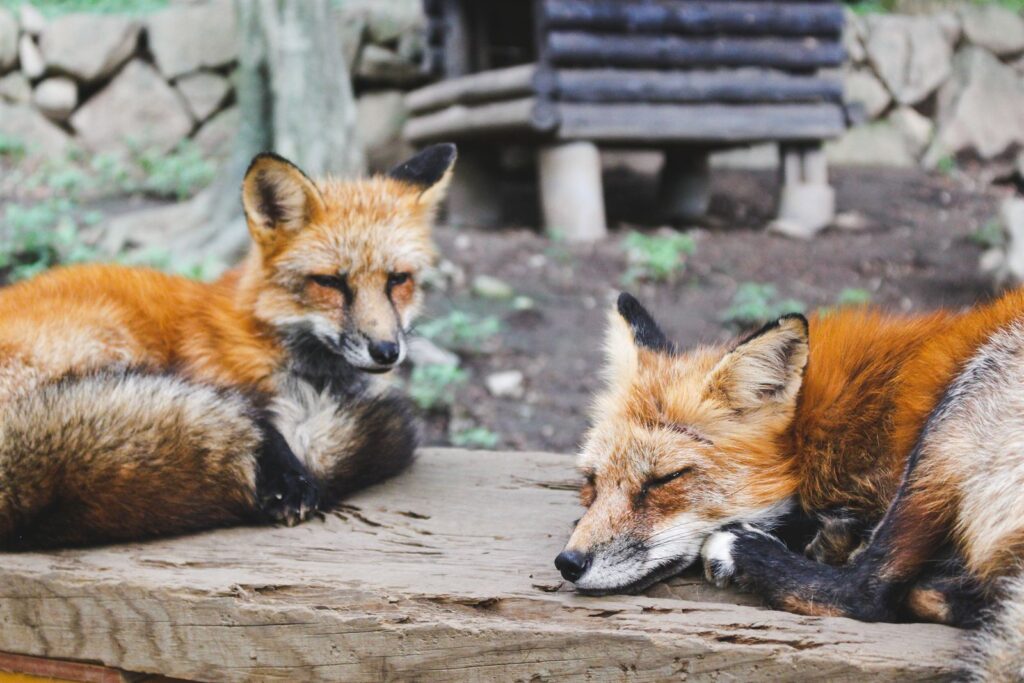 木のベンチの上で眠る2匹の赤いキツネ